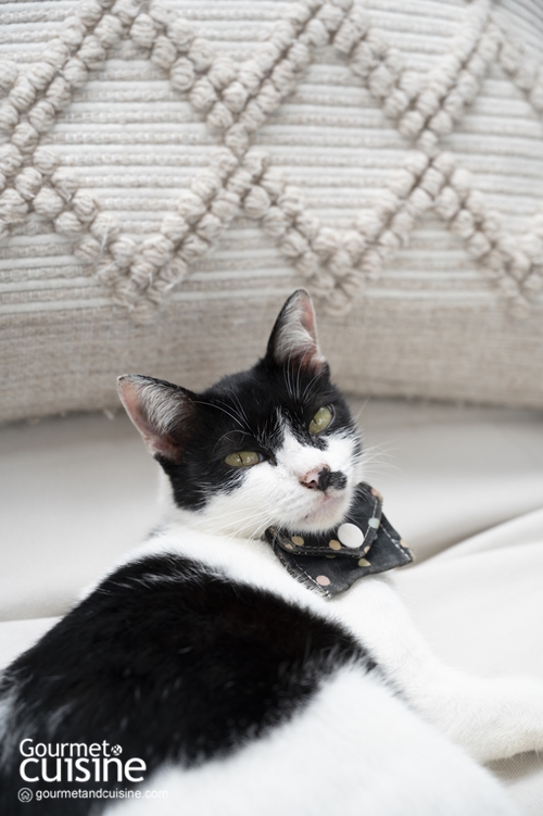 ชีวิตธรรมดา เชียงราย คาเฟ่วินเทจริมแม่น้ำกกที่มีแมวเหมียวคอยต้อนรับอย่างอบอุ่น