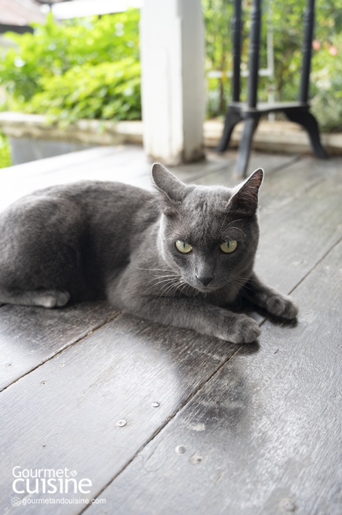 ชีวิตธรรมดา เชียงราย คาเฟ่วินเทจริมแม่น้ำกกที่มีแมวเหมียวคอยต้อนรับอย่างอบอุ่น