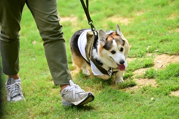 JerHigh จัดงาน “ใจฟูDAY2” สร้างความสุขเพื่อคนรักสุนัข