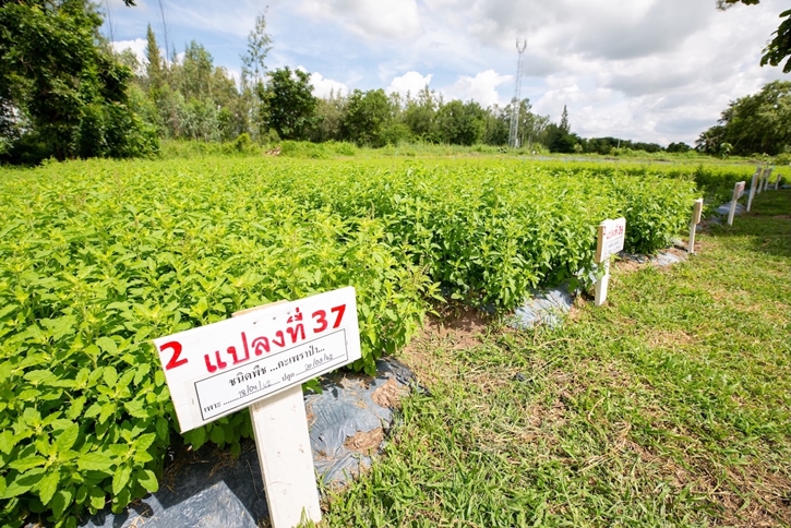 เบื้องหลังความอร่อยข้าวกล่องพร้อมทานถาดสีแดงซีพีแรมใน 7-Eleven:  เจาะลึกข้าวกะเพราซีพีแรม จากการวิจัยสายพันธุ์ “กะเพราป่า” สู่การพัฒนาความมั่นคง-ความยั่งยืนทางอาหาร 