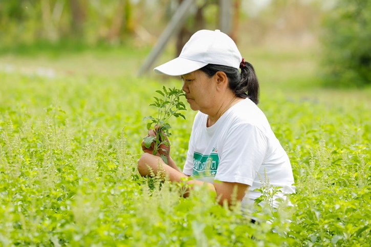เบื้องหลังความอร่อยข้าวกล่องพร้อมทานถาดสีแดงซีพีแรมใน 7-Eleven:  เจาะลึกข้าวกะเพราซีพีแรม จากการวิจัยสายพันธุ์ “กะเพราป่า” สู่การพัฒนาความมั่นคง-ความยั่งยืนทางอาหาร 