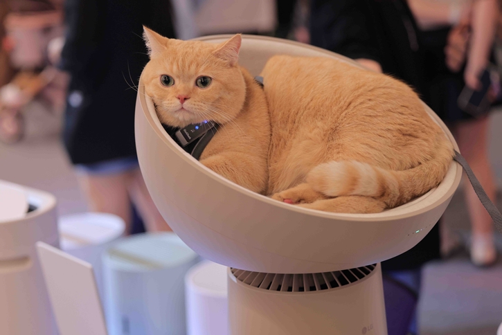 แอลจีเปิดตัวเครื่องฟอกอากาศ LG PuriCare™ AeroCat Tower คอนโดแมวฟอกอากาศ หายใจโล่ง แมวนอนฟิน