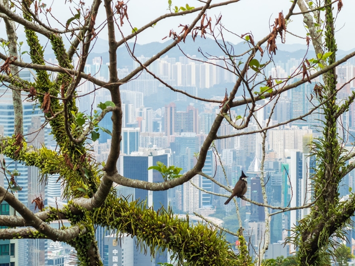 เปิดประสบการณ์ Runcation เทรนด์ “เที่ยวไปวิ่งไป” ชมวิวหลักล้านด้วยสองขาในฮ่องกง