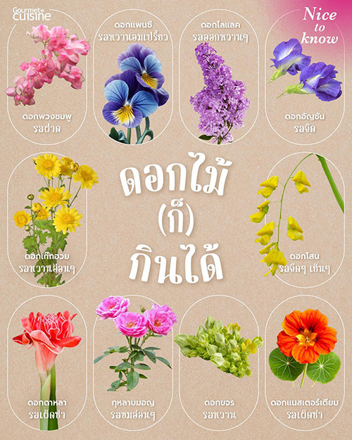 10 ดอกไม้กินได้ที่อาจจะใกล้ตัวมากกว่าที่คิด